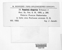 Puccinia dispersa image